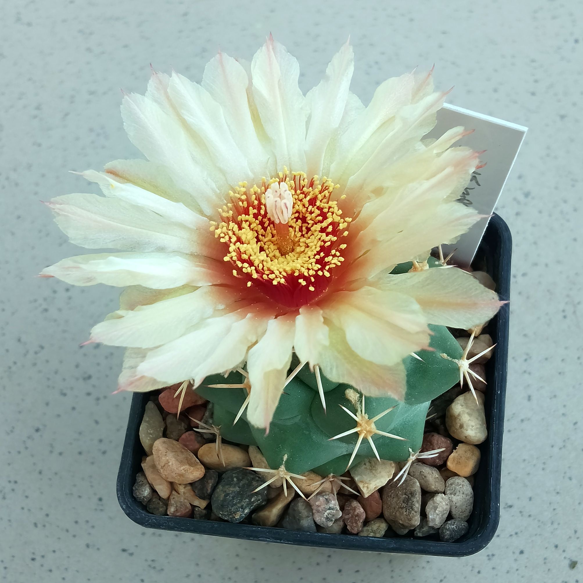 Coryphantha robustispina