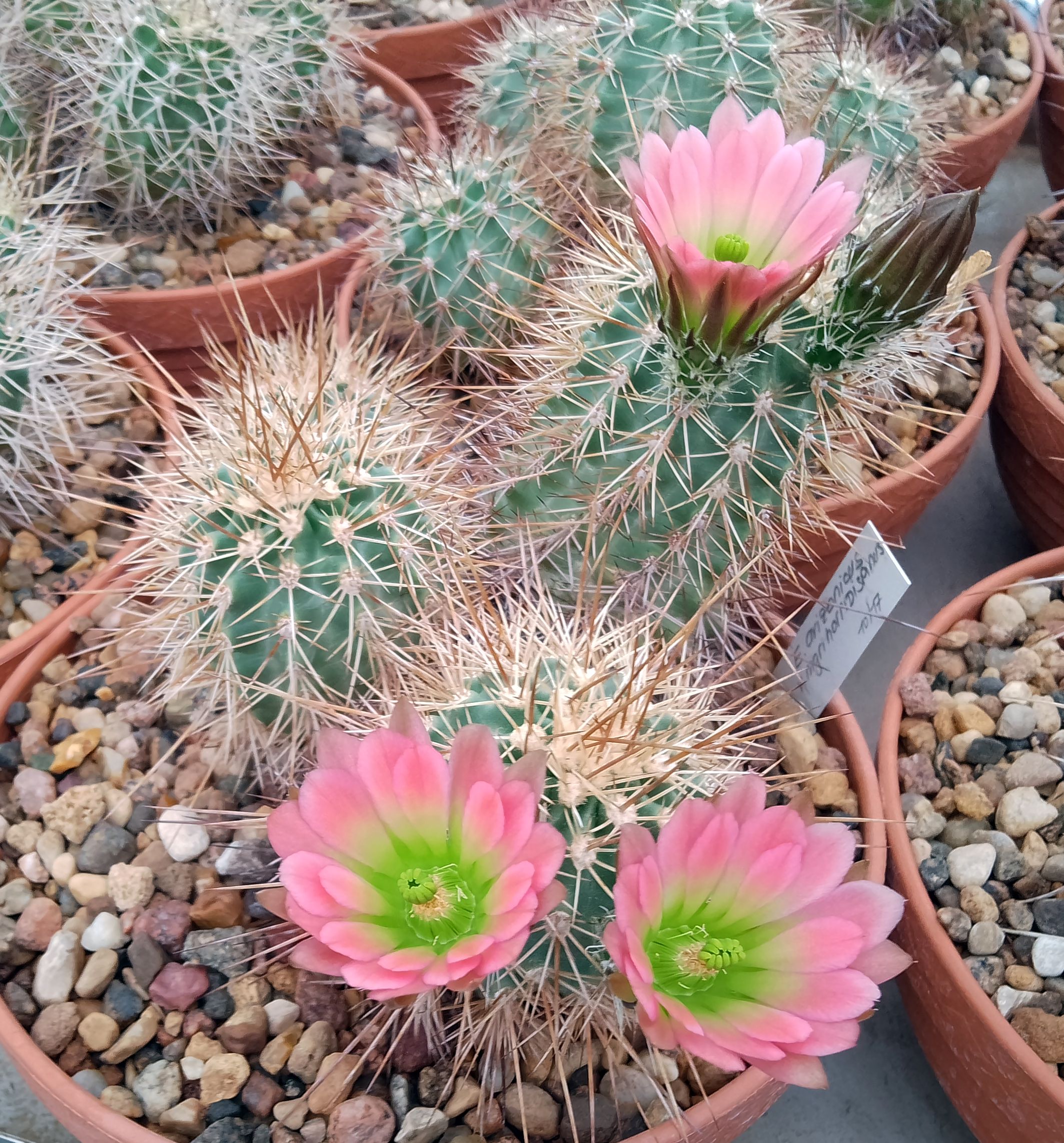 Echinocereus arizonicus subs. nigrihorridispinus