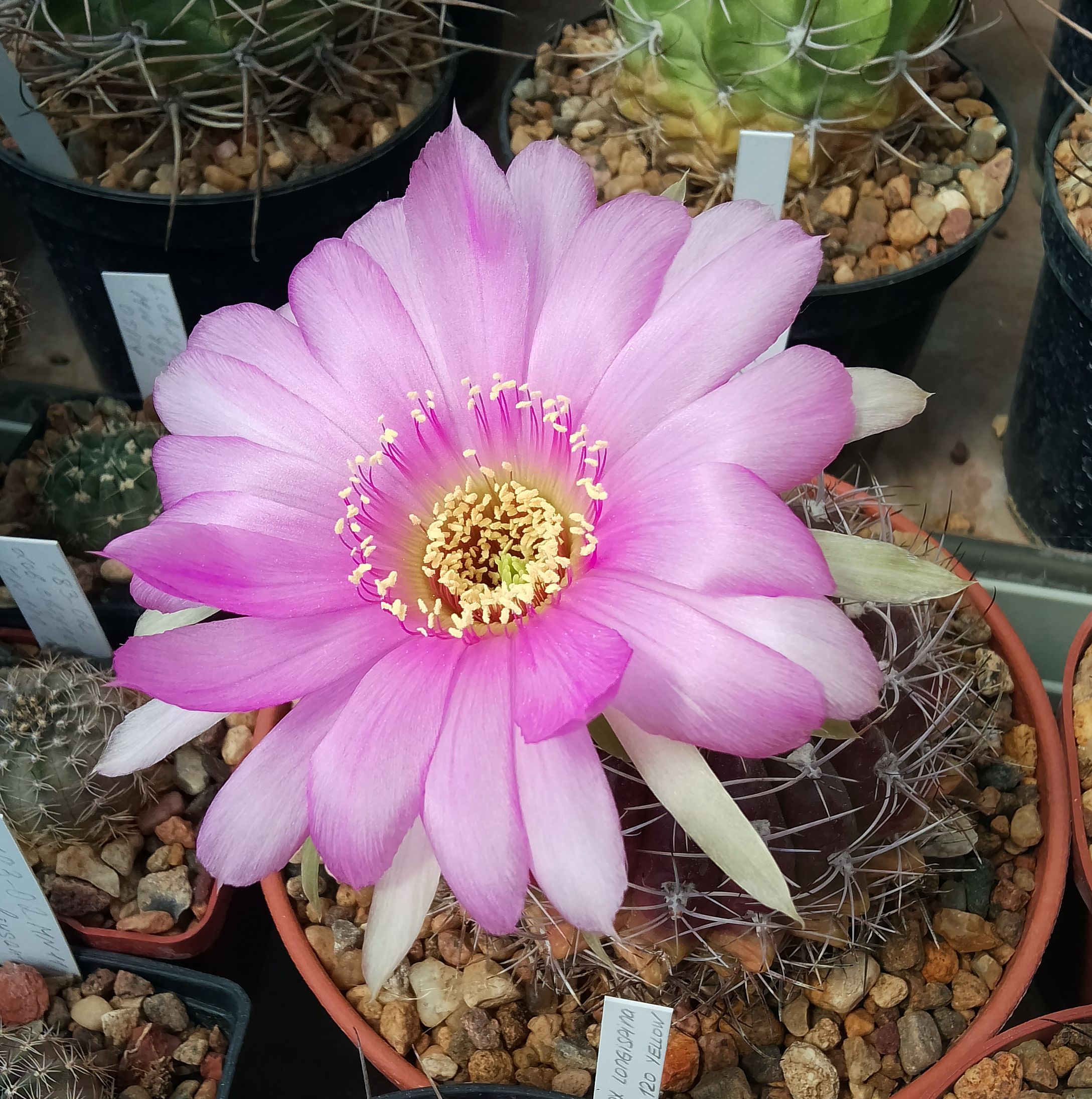 Echinopsis sp 