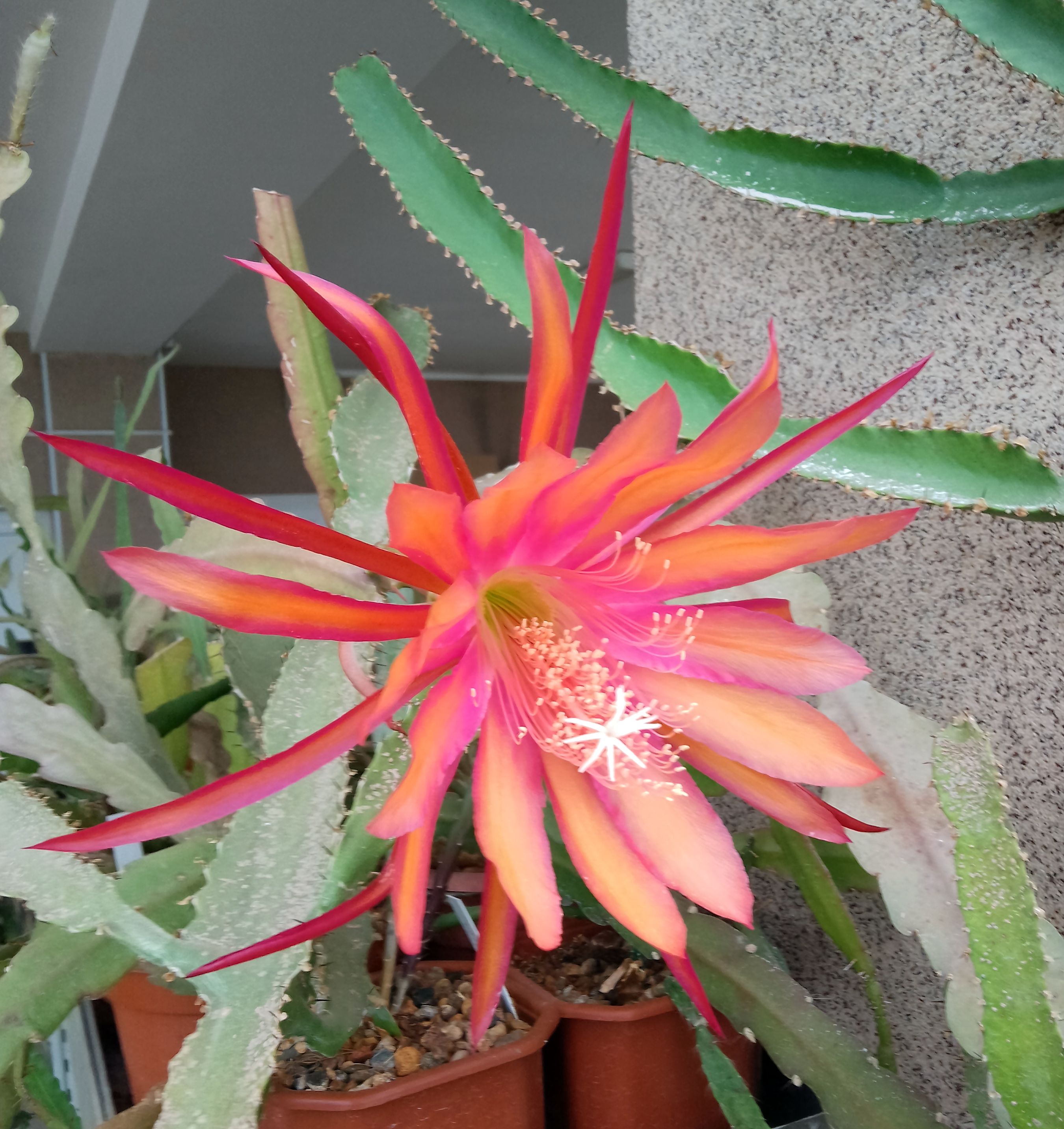 Epiphyllum 1