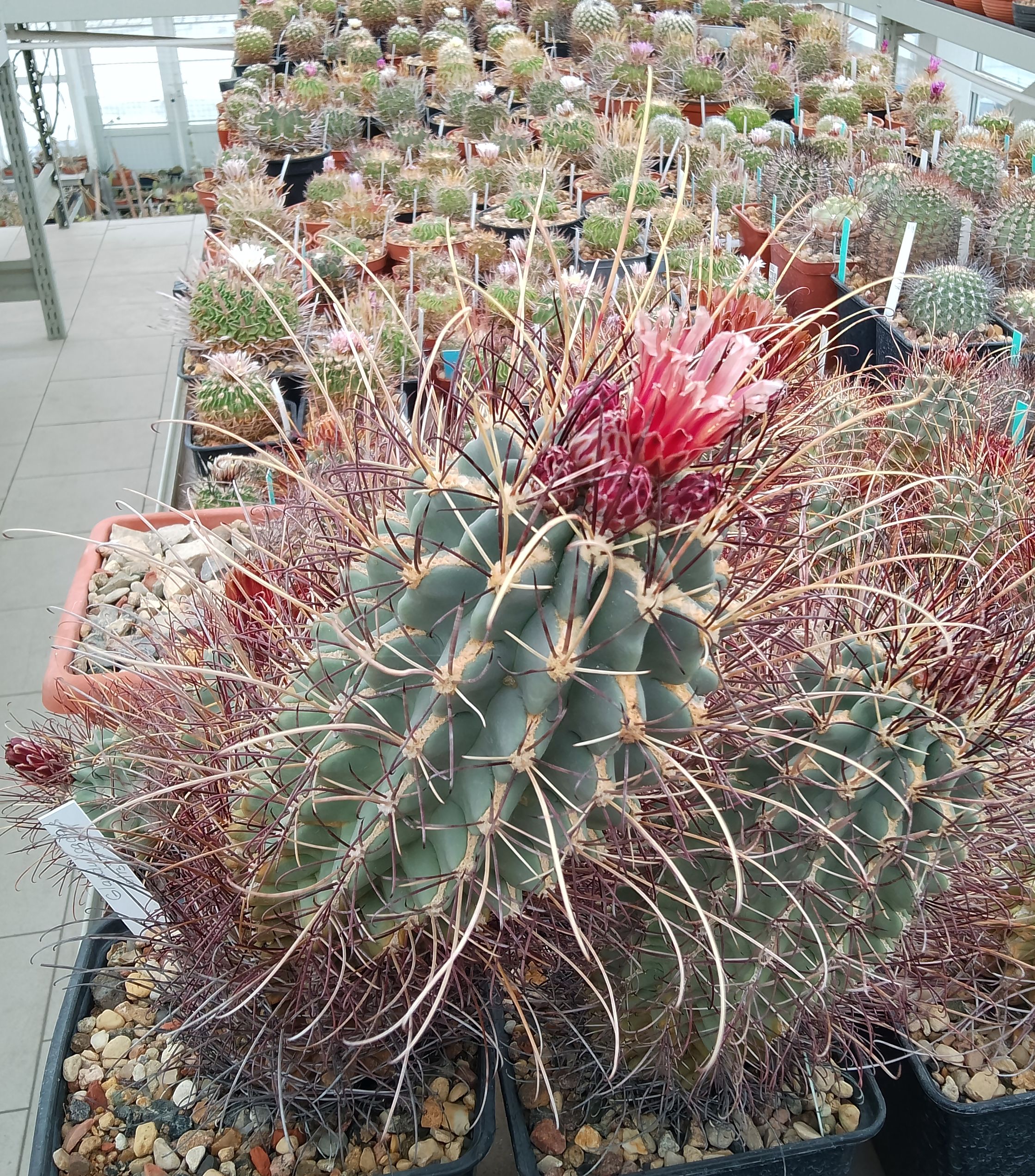 Glandulicactus uncinatus v. wrightii 1