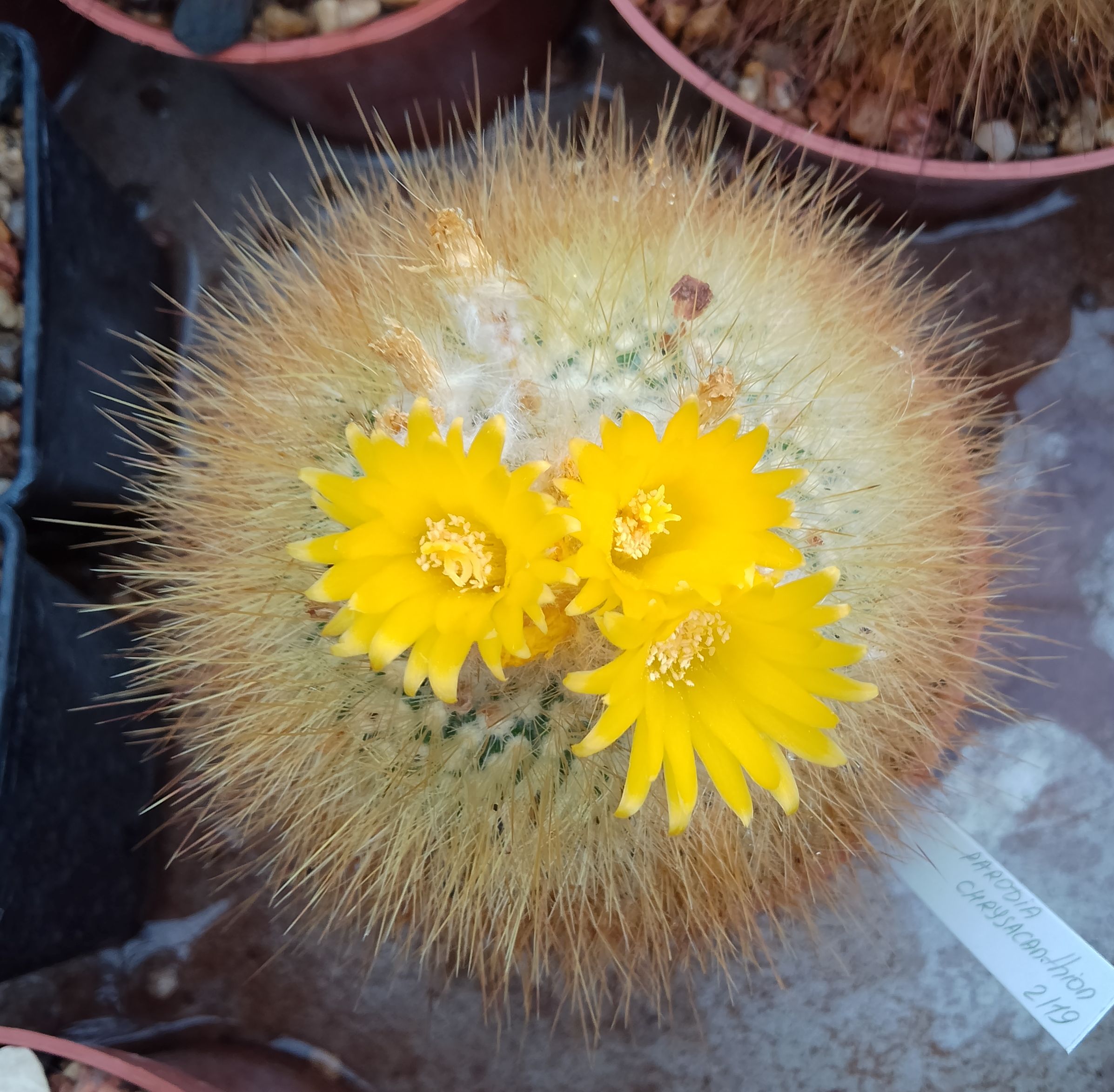 Parodia chrysacanthion